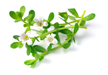fresh brahmi leaves and flowers isolated on white background