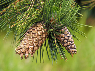 Two beautiful pine cones on a tree branch