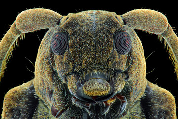 close up of a beetle, extreme macro  long horn 