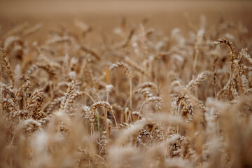 Fototapeta premium close up of wheat in a field during sunset