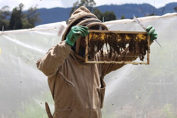 beekeeper working on a farm of bees with pollen 