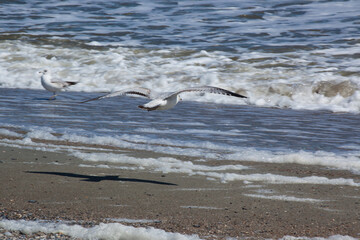 Seagull flying in the sky