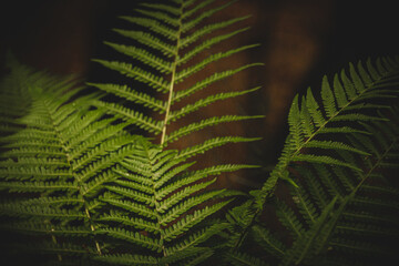 Close up of fern in a forest in the German Eifel