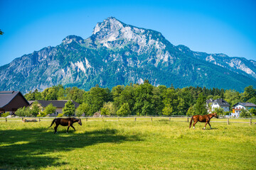 Naklejka na ściany i meble Pferde auf Koppel vor Untersberg - salzburg countryside
