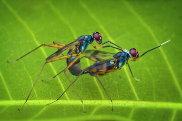 Antfly  mating on leaf