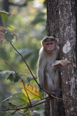Monkey on a tree