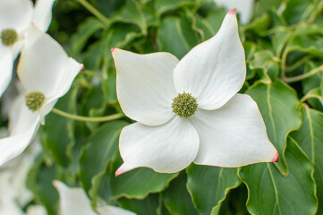 Fototapeta premium Weißer Asiatischer Blüten-Hartriegel 