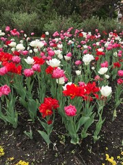 Obraz premium red and white tulips