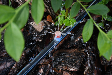 Drip irrigation. The photo shows the irrigation system in a raised bed. Blueberry bushes sprout...
