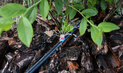 Drip irrigation. The photo shows the irrigation system in a raised bed. Blueberry bushes sprout from the litter against drip irrigation