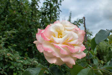 Gelb und pink blühende Strauchrose