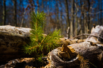 stump