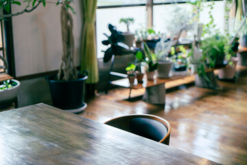 観葉植物のあるおしゃれな空間