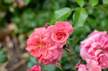 Pink blühende Kletter Rose / Kletterrose