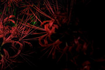 彼岸花とトノサマバッタ