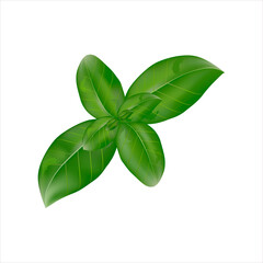 Green fine-leaved basil. Fresh organic basil leaves, close-up, isolated on white background. Label of green basil herb for design element in culinary, package decoration, cooking ingredient