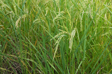 fresh golden and green paddy rice food tree in thailand farming.season farmer harvest organic natural plant