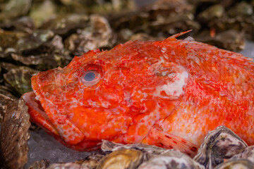 Raw red sea bass on counter at summer local fish market - close up. Outdoor cooking, gastronomy, seafood, cookery, street food concept