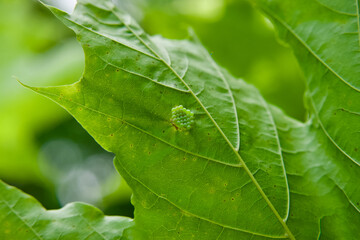 Some unknown eggs  on a leaf