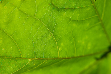 Beautiful green leaf pattern closeup