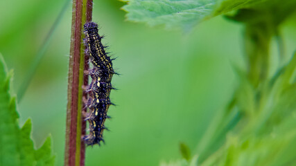 Caterpillar moving up the nettle