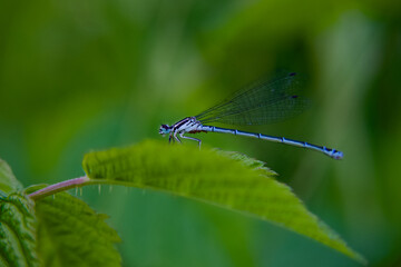 Dragonfly on a green leaf