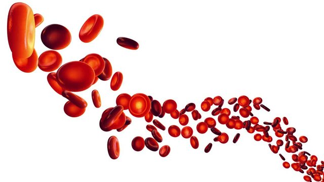 Animation of blood flow isolated on white. Blood cells (erythrocytes) carry oxygen to all body tissues.