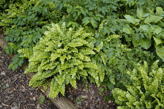 Asplenium scolopendrium, known as hart's-tongueor hart's-tongue fern.  Aspleniaceae family