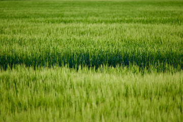 Growing wheat field on sunny day