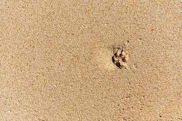 Dog footprint