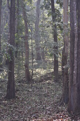 Fototapeta premium Forest Floor