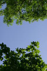 Branches and leaves in the sky