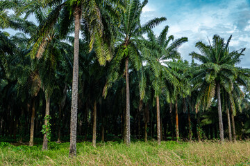 palm trees in the forest