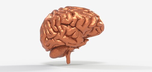 Human brain Anatomical Model 3d illustration.