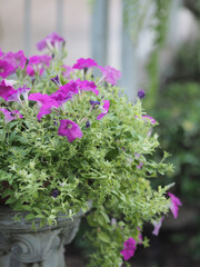 Wave dark pink Cascade color, Family name Solanaceae, Scientific name Petunia hybrid Vilm, Large petals single layer Grandiflora Singles flower blooming in garden on blurred nature background