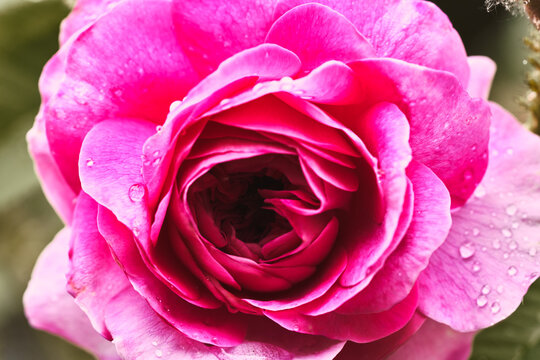 Photo of a beautiful fresh pink rose close-up top view