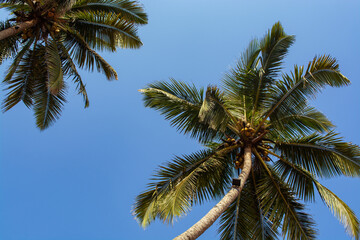 Coconut palms against a bright cloudless sky