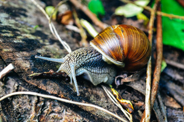 snail on leaf