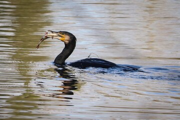 cormorant