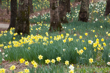 Field of Yellow Daffodils