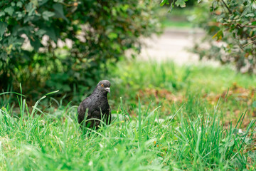 dove in the grass. pigeon on a green background