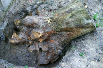 Naklejka premium An uprooted large pine stump lies in a hole near the concrete foundation.