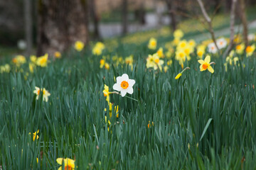 Group of Yellow Daffodils