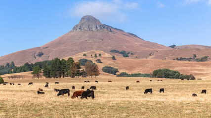 Obraz premium Cattle Animals Farming Mountains Panoramic Dry Season Landscape