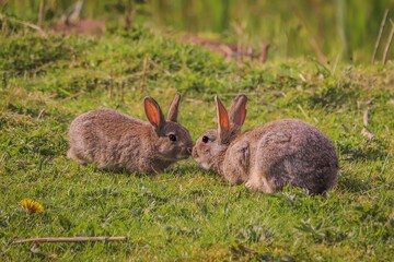 Bunny Kiss