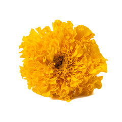 Bouquets of fresh yellow marigolds isolated on white background
