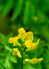 yellow flowers