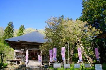 法用寺の虎の尾桜（福島県・会津美里町）