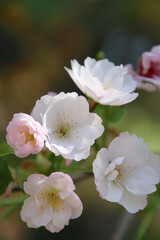 法用寺の虎の尾桜（福島県・会津美里町）