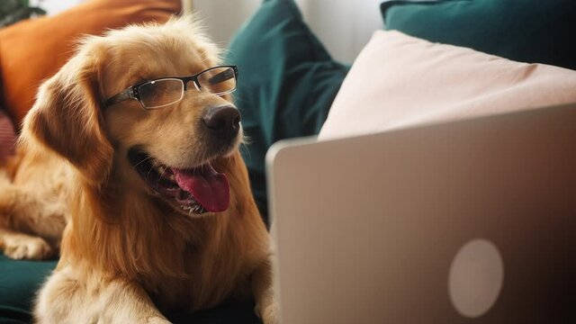 Close-up of golden retriever wearing glasses, lying on sofa in living room and using laptop for online shopping in pet store, delivering animal food. Dog lays with computer and waiting for order.